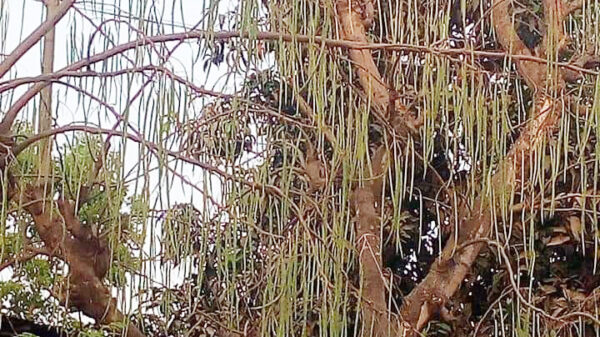 চাঁপাইনবাবগঞ্জের গাছে গাছে ঝুলছে শজনে ডাটা ॥ খুঁশি গৃহণীরা