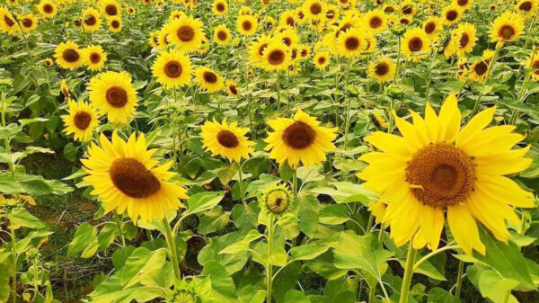 হলুদের হাসিতে স্বপ্নের সম্ভাবনা এক্সিম ব্যাংক কৃষি বিশ্ববিদ্যালয়ের চাঁপাইনবাবগঞ্জে সুর্যমূখীর চাষ