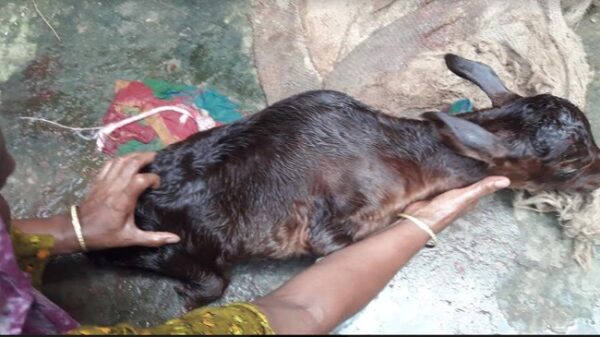 আক্কেলপুরে ৪ পা নেই এমন গরুর বাছুরের জন্ম