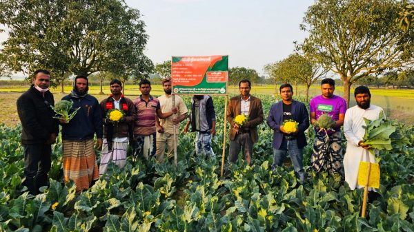ভোলাহাটে রঙিন ফুলকপির চাষাবাদ শুরু ॥ লাভবান কৃষক