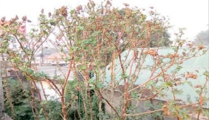 চাঁপাইনবাবগঞ্জ থেকে হারিয়ে যাচ্ছে পরিবেশবান্ধব মহাঔষুধি গাছ ‘ভেন্না’