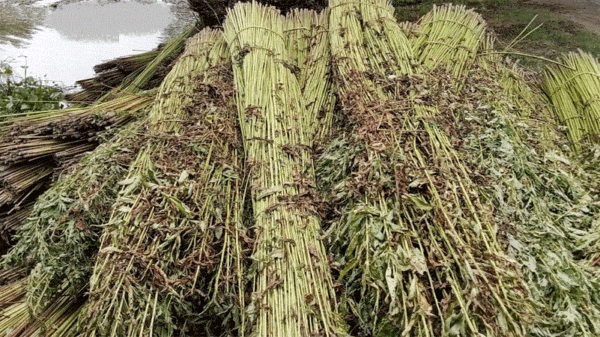পানির অভাবে ভরা বর্ষায়ও পাট জাগ দিতে পারছেনা লালমনিরহাটের কৃষকরা