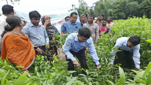 নীলফামারীতে ইউক্যালিপটাস ও আকাশমনি গাছের চারা নিধন কার্যক্রম