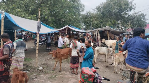 শিবগঞ্জে সরকারি হাটে অবৈধ দখল, পশু ব্যবসা প্রায় বন্ধ