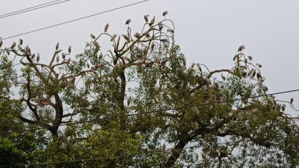 বগুড়া শিবগঞ্জের বিহারহাটে অতিথি পাখির অভয়ারণ্য-মনোমুগ্ধকর দৃশ্য