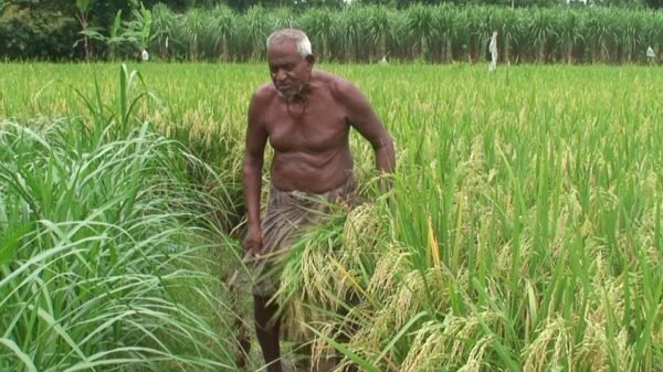 গোবিন্দগঞ্জে ১৫৫ বিঘা জমিতে ক্লাস্টার আউশ ধানের চাষ ॥ ফলনে খুশি কৃষক