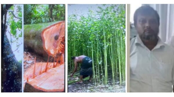 ফরিদপুরের ভাঙ্গায় জমির পাট ও মেহগনি গাছ কেটে জমি জবরদখলের চেস্টা