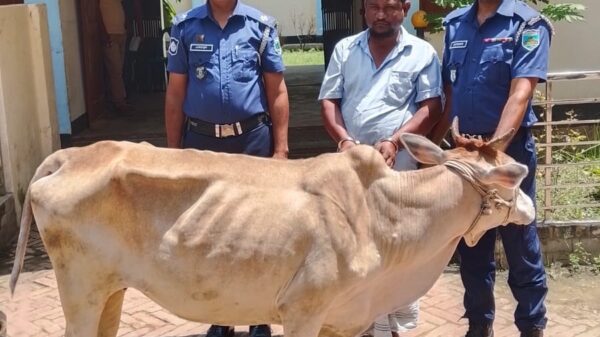 নাচোলে চুরি যাওয়া গরু উদ্ধারসহ গ্রেফতার এক