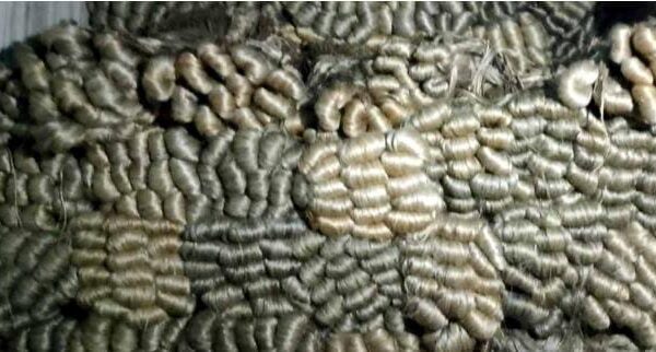 পত্নীতলায় পাটের বাম্পার ফলন-ন্যায্য মূল্য পেয়ে খুশি পাট চাষিরা