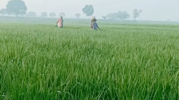 সবুজের আবরণে মোড়ানো চাঁপাইনবাবগঞ্জের মাঠজুড়ে সোনালী আমন ধান
