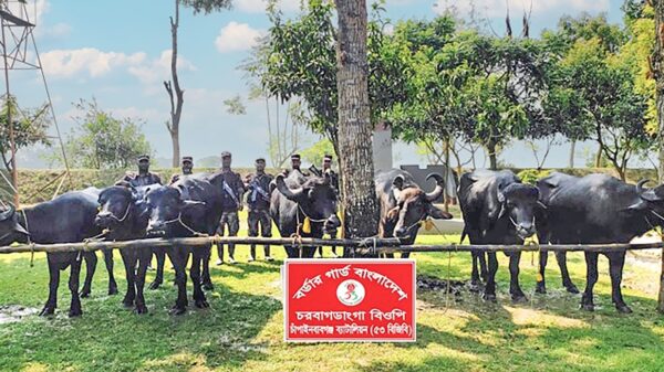 চাঁপাইনবাবগঞ্জের চরবাগডাংগা সীমান্তে ৭টি ভারতীয় মহিষ জব্দ