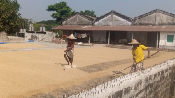 ধানের গন্ধে জীবন-কুটিদের ঘামে গড়া স্বপ্ন!