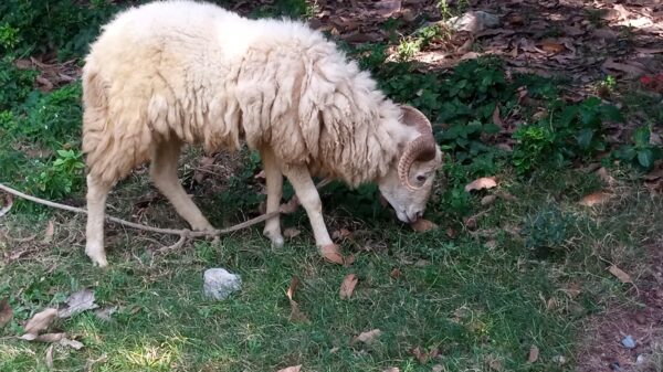 চাঁপাইনবাবগঞ্জে ভেড়া পালন ॥ গ্রামীণ অর্থনীতির নীরব বিপ্লব!