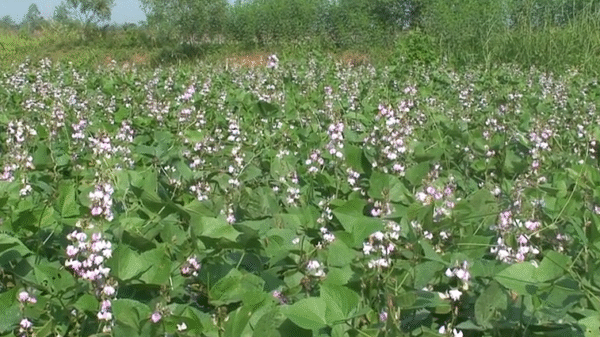 দিনাজপুরে গ্রীষ্মকালীন শিম চাষে সাফল্য কৃষকের ॥ আগ্রহী অন্য চাষীরাও