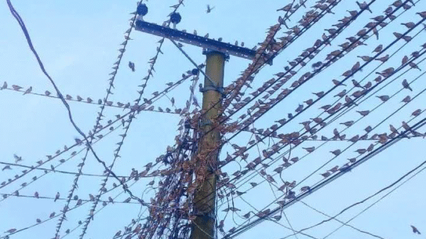 রহনপুরের আকাশে বাবুই পাখির রঙিন আসর