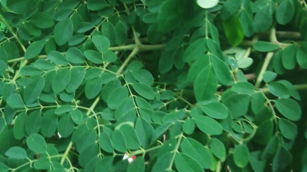 গ্রামবাংলার সবুজ সোনা ॥ সজনে পাতার অমূল্য আশীর্বাদ-প্রকৃতির এক লুকানো ভাণ্ডার