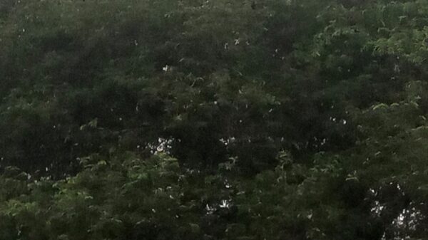 কাকের রাজত্ব সেই তেঁতুল গাছে ॥ রহনপুর রেলস্টেশনের বিকেলের অদ্ভুত সঙ্গ