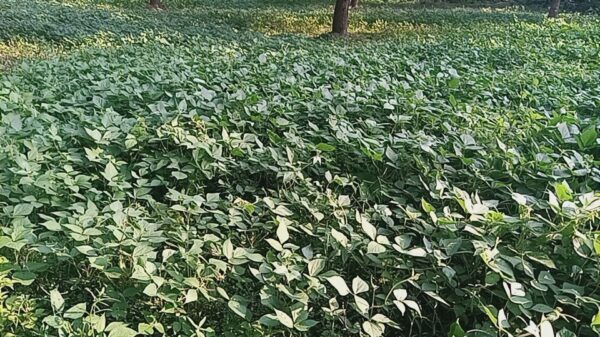 মাসকলাই ফুলে ভরবে মাঠ-আশায় চাঁপাইনবাবগঞ্জের কৃষকরা