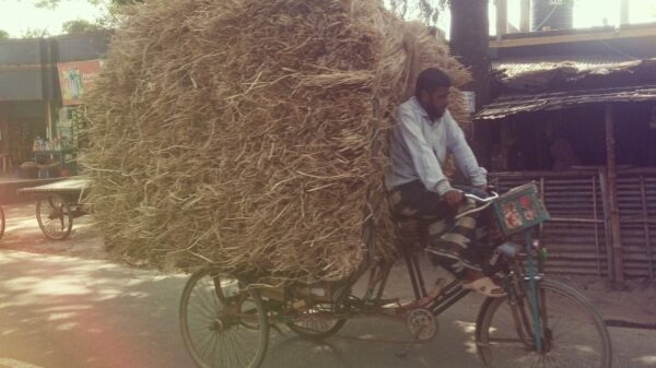 খড়ের দাম আকাশচুম্বি-গবাদিপশু পালনেও নতুন চ্যালেঞ্জ!
