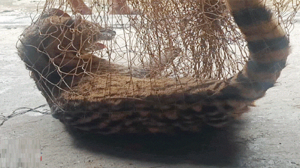 নাটোরে কৃষকের জালে আটকে পড়া গন্ধগোকুল উদ্ধার