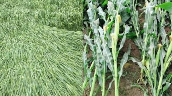 দিনাজপুরে ৭৭৫ জন কৃষককে বিনামূল্যে বীজ ও সার প্রদান