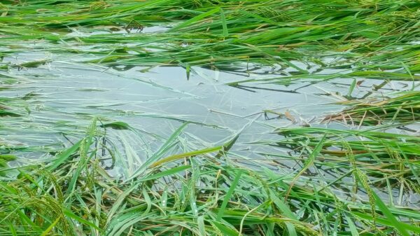 নওগাঁয় প্রাকৃতিক দুর্যোগে ধানের ব্যাপক ক্ষতি