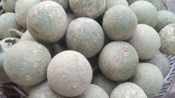 এখন স্মৃতি চাঁপাইনবাবগঞ্জের ঐতিহ্য কদবেল গাছ ॥ হারিয়ে যাচ্ছে দিনদিন