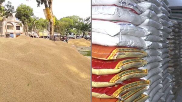 আমন মৌসুমে মাত্র ৫০ হাজার টন ধান কেনার ঘোষণার প্রতিবাদ কৃষক সংগঠনের