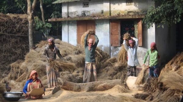 হারিয়ে যাওয়া সেই গ্রামীণ দৃশ্য ॥ মৌসুমে ফিরে আসে পুরোনো স্মৃতি