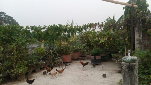 ছাদে ফলের বাগান, পাশে খামার-ওহেদুলের পরিশ্রমে স্বপ্নের সবুজ রাজ্য