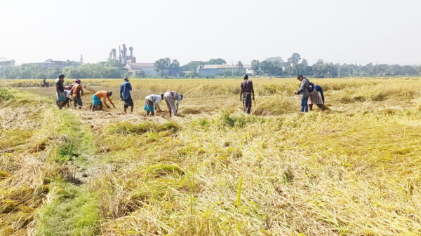 মারাত্মক ফলন বিপর্যয় এবং দাম কম হওয়ার ফলে উৎপাদন খরচ ঘরে তোলা অসম্ভব কৃষকদের
