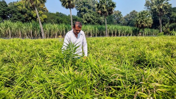 ভালুকায় আধুনিক পদ্ধতিতে আদা চাষে নতুন সম্ভাবনা