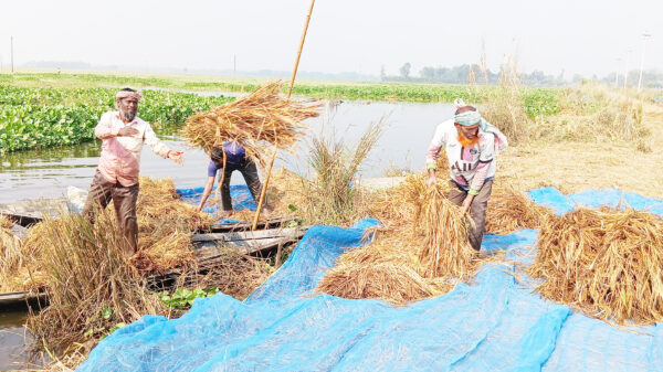 সিংড়ার চলনবিলে নৌকায় কাটছেন আমন ধান