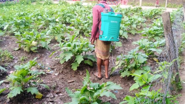 ঘাস মারা বিষ ॥ কৃষিক্ষেত্রে আশীর্বাদ না অভিশাপ?