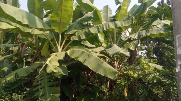 চাঁপাইনবাবগঞ্জে কলা চাষে সাফল্যের সুবাস! সোনালি সম্ভাবনায় কৃষক পরিবারে হাসি