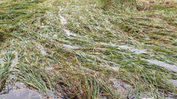 অসময়ের বৃষ্টিতে জয়পুরহাটে ধানের ব্যাপক ক্ষতি