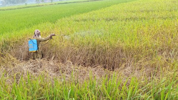 শিবগঞ্জে ধান ক্ষেতে পোকার আক্রমণে দিশেহারা কৃষক