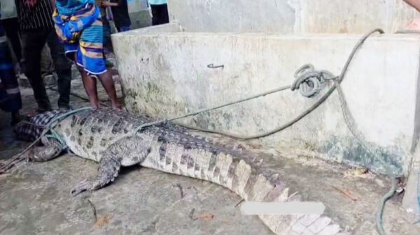 পদ্মার শাখা নদীর সেই কুমির টি ধরেছে স্থানীয়রা