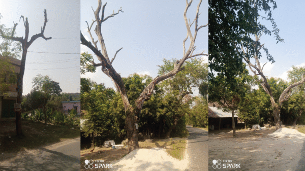 চাঁপাইনবাবগঞ্জে মরা গাছের ঝুঁকিতে সড়কপথ-যেন মৃত্যুফাঁদ ॥ দুর্ঘটনার শঙ্কা