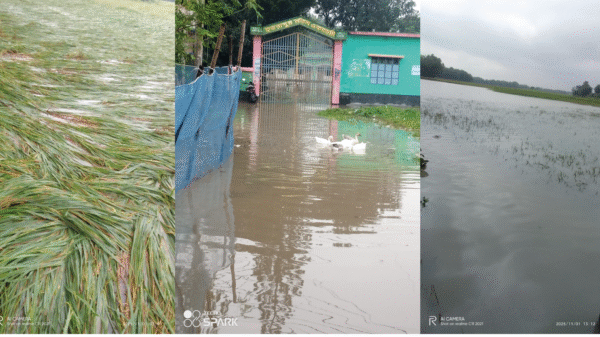 প্রবল বৃষ্টিতে গোমস্তাপুরে ফসল ও ঘরবাড়ির ব্যাপক ক্ষতি