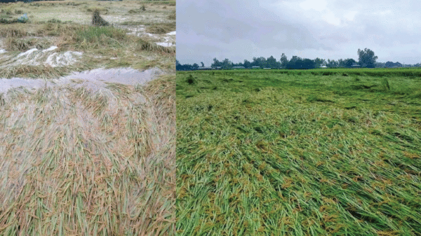 নিয়ামতপুরে অসময়ের বৃষ্টিতে আমন ধান ও রবিশস্যের ব্যাপক ক্ষতি