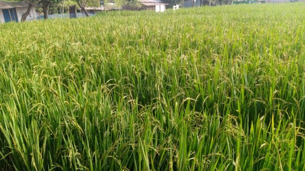 চাঁপাইনবাবগঞ্জের মাটি সোনালী ফসল উৎপাদনের ঘাঁটি