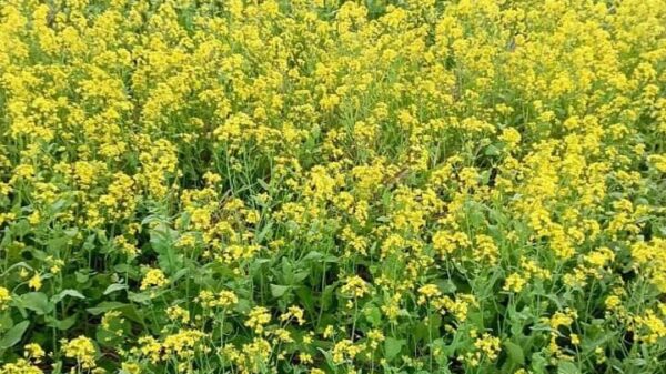 চাঁপাইনবাবগঞ্জ জেলাতে সরিষা চাষে কৃষকের মুখে হাসি!