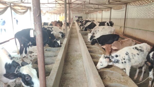 ভোলাহাটে আধুনিক খামার-আমিষ ও কর্মসংস্থানে অনন্য দৃষ্টান্ত প্রকৌশলী সুমন