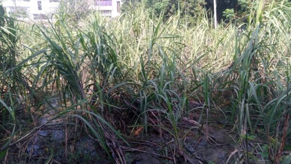 চাঁপাইনবাবগঞ্জে আখ চাষ: অতীতের বৈভব, বর্তমান সংকট ও উত্তরণ পথ