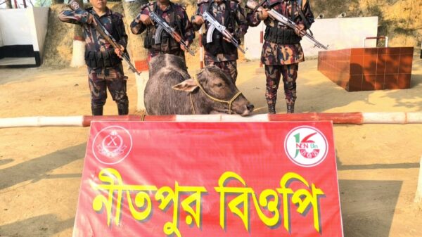 পোরশার নিতপুর সীমান্তে ভারতীয় গরু আটক