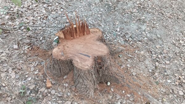 রাতের আঁধারে সরকারি গাছ কেটে নিয়েছে দূর্বৃত্তরা ॥ জানা নেই বরেন্দ্র কর্তৃপক্ষের