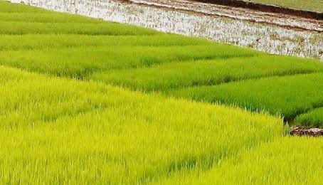 অনিশ্চয়তায় কৃষকের স্বপ্ন চাঁপাইনবাবগঞ্জে বোরো মৌসুমের শুরুতেই দুশ্চিন্তার ছায়া