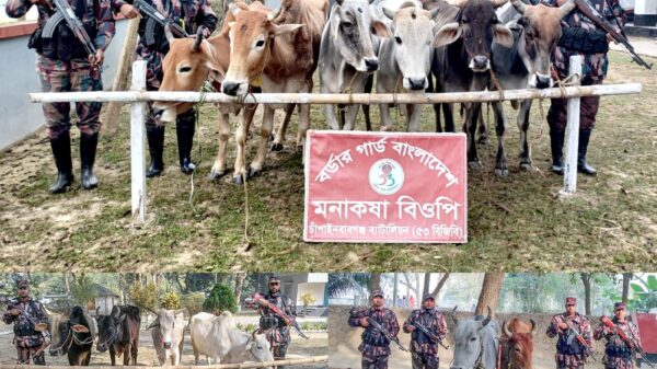 চাঁপাইনবাবগঞ্জ সীমান্তে ৫৩ বিজিবির অভিযানে ১৬টি ভারতীয় গরু জব্দ
