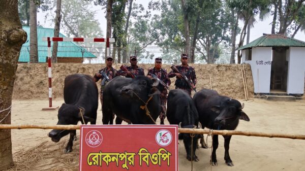 গোমস্তাপুরের রোকনপুর সীমান্তে মালিকবিহীন চারটি ভারতীয় মহিষ আটক